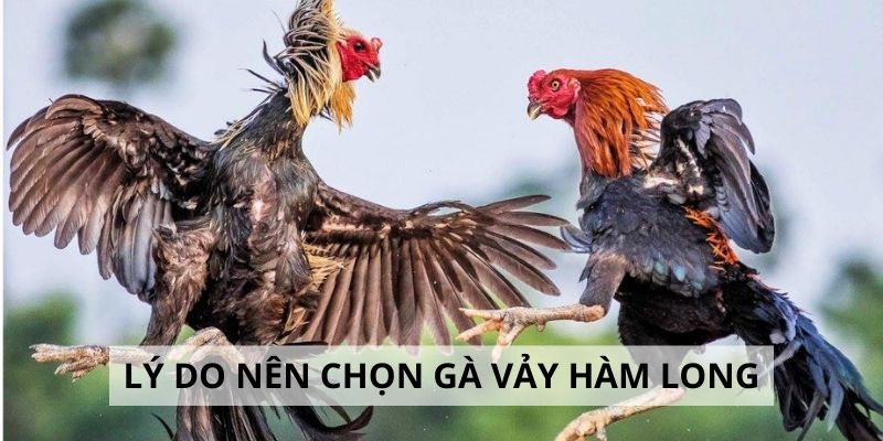 Top 3 lý do nên chọn gà hàm long