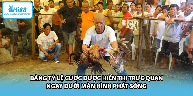 Bảng tỷ lệ cược được hiển thị trực quan ngay dưới màn hình phát sóng