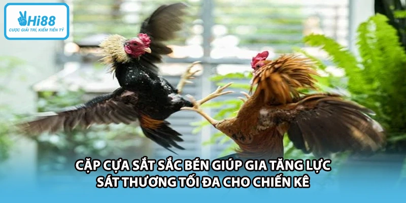 Cặp cựa sắt sắc bén giúp gia tăng lực sát thương tối đa cho chiến kê