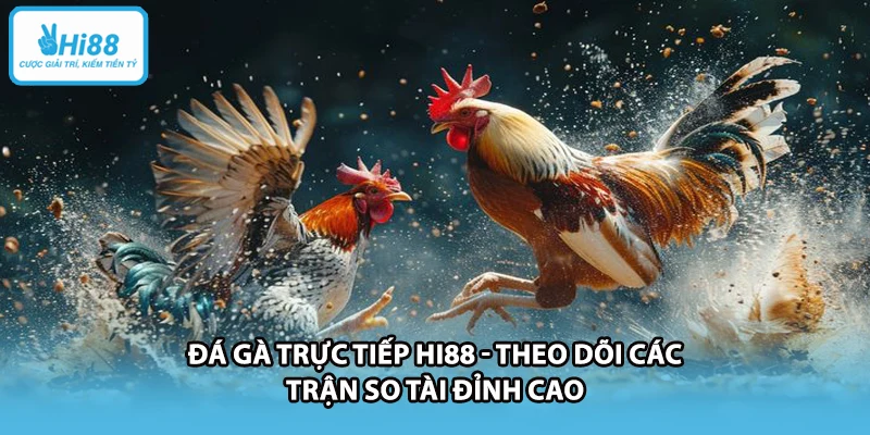 Đá Gà Trực Tiếp HI88 - Theo Dõi Các Trận So Tài Đỉnh Cao