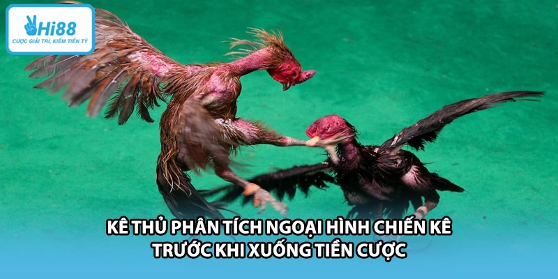 Kê thủ phân tích ngoại hình chiến kê trước khi xuống tiền cược