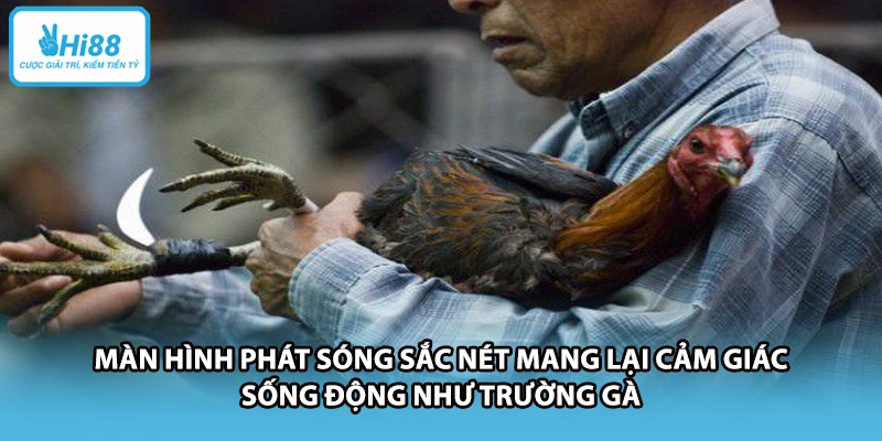 Màn hình phát sóng sắc nét mang lại cảm giác sống động như trường gà