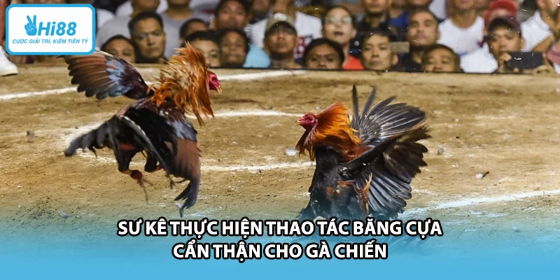 Sư kê thực hiện thao tác băng cựa cẩn thận cho gà chiến
